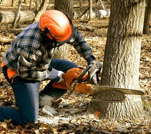 Tree Removal in Hayes Center, NE